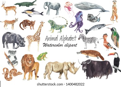 Watercolor animal illustration. Animal for every letter of English Alphabet. Watercolor hand drawn and hand painted clip art, high resolution, 300 dpi