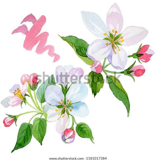 Watercolor Apple Blossom Flower Floral Botanical Stock Illustration ...