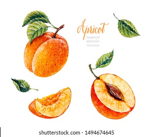 Watercolor Apricot. Botanical Watercolor Hand Drawn Illustration. Apricot. Watercolor Fruits