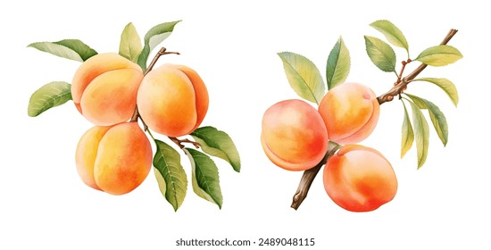 Watercolor apricot. Illustration clipart isolated on white background.