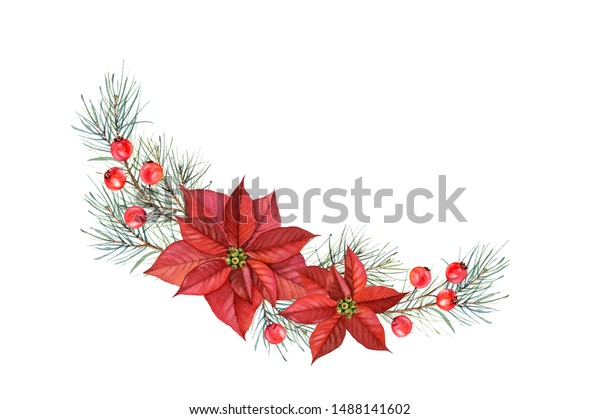 クリスマススターの水彩アーチ 手描きのイラストで ポインセチアの花 松の木 赤いベリー 白い 背景に冬の休日の花輪 グリーティングカードとお祭り気分のため のイラスト素材