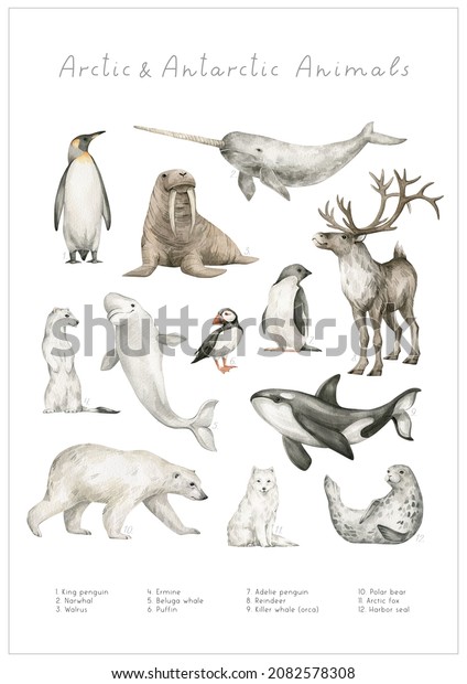 Watercolor Arctic and Antarctic animals. King\
penguin, narwhal, walrus, ermine, beluga whale, puffin, adele\
penguin, reindeer, killer whale, polar bear, arctic fox, harbor\
seal. Hand-painted\
wildlife
