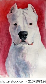 Watercolor: argentine dog. Portrait of white dog on red background. Dog breed with copied ears.