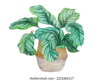 Watercolor Arrowroot Plant In Pot