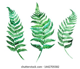 Watercolor artistic handpainted green fern leaves template isolated on white background