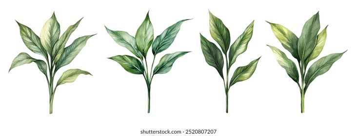 Watercolor Aspidistra. Illustration clipart isolated on white background.