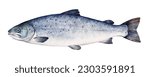 Watercolor Atlantic salmon (Salmo salar). Hand drawn fish illustration isolated on white background.