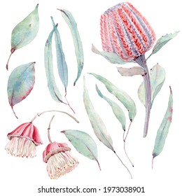 Watercolor Aussie Flowers. Australian Flowers Illustration.