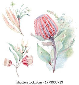 Watercolor Aussie Flowers. Australian Flowers Illustration.