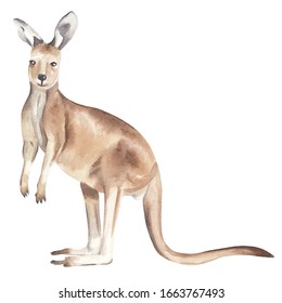 Watercolor Australian Animals Clipart Hand Painted Hand Drawn Wild Animal:  Kangaroo Cute Animal Kids Illustration Realism Semirealism Greeting Card Invitation Baby Shower Wild Life Exotic Animal 