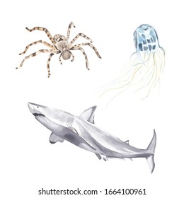 Watercolor Australian Animals Clipart Hand Painted Hand Drawn Wild Dangerous Animals:  Great White Shark, Huntsman Spider, Box Jellyfish  Dangerous Animal Realism Semirealism Danger Poison 