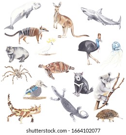 tæmme sweater Soar Australian Watercolor Animals Images, Stock Photos & Vectors | Shutterstock