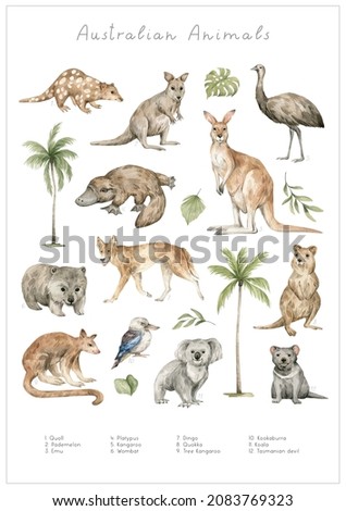 Watercolor Australian animals. Quoll, pademelon, emu, kangaroo, platypus, wombat, dingo, quokka, tree kangaroo, koala, kookaburra, Tasmanian devil. Hand-painted wildlife. 