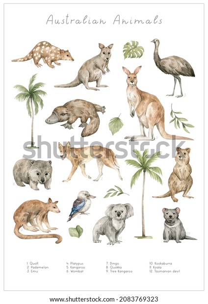 Watercolor Australian\
animals. Quoll, pademelon, emu, kangaroo, platypus, wombat, dingo,\
quokka, tree kangaroo, koala, kookaburra, Tasmanian devil.\
Hand-painted wildlife.\
