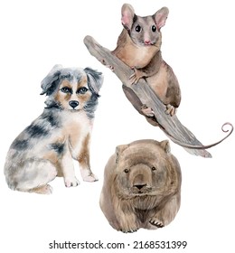 Watercolor Australian Shepherd Puppy, Wombat And Feathertail Glider Possum  Illustration. Perfect For Cards, Posters, Stickers, Prints.