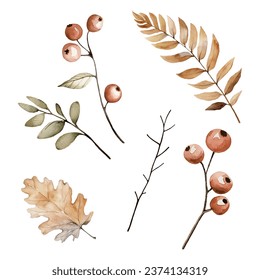 Watercolor autumn berries and leaves composition for design, autumn illustration, isolated on the white background - Powered by Shutterstock