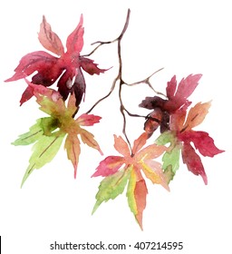 Watercolor autumn branch and colorful leaves  Japanese maple leaves isolated white background  Hand painted autumn garden illustration 