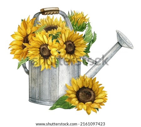 Watercolor autumn composition with  sunflower bouquet in rustic watering can,Autumn arrangement,Farmhouse rustic fall decor,harvest Thanksgiving clipart. Birthday summer card