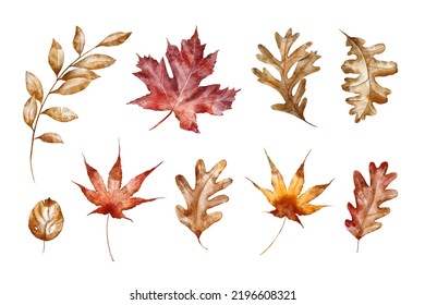 Watercolor Autumn Illustration - Fall Leaves.