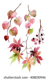 Watercolor autumn leaves  branches   berry  Linden  japanese maple   berries branches set isolated white background  Hand painted autumn garden elements illustration 