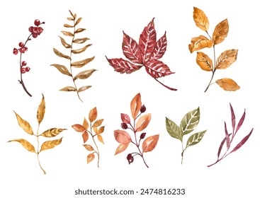 Watercolor autumn leaves and foliage clipart. Botanical fall illustration. Set of plants, isolated hand-painted natural objects. - Powered by Shutterstock