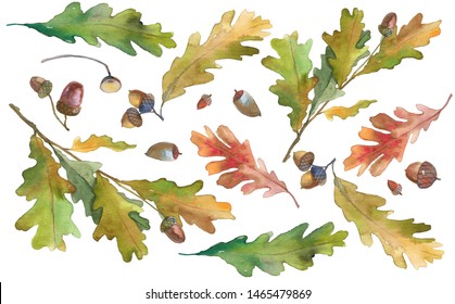 watercolor autumn leaves on a white background.  green-yellow oak leaves and branches with acorns.  watercolor hand texture