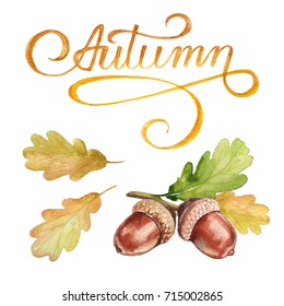 Watercolor Autumn Set Of Hand-drawn. 
Clipart Calligraphy And Walnut Acorn.