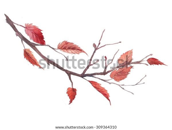 水彩秋の木の枝 白い背景に手描きの秋のイラストと赤い葉 自然なラスターアート のイラスト素材