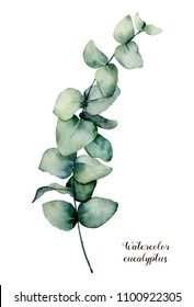 Watercolor baby blue eucalyptus branch. Hand painted floral illustration isolated on white background. Botanical print for design, background or card.