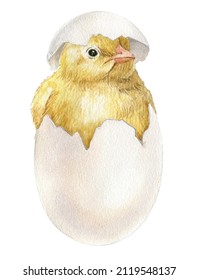 Watercolor Baby Chick , Easter Baby Chicken With Egg, Cute Spring Bird, Little Chick Illustration.