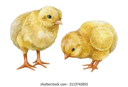 Watercolor Baby Chicks, Easter Baby Chicken, Cute Spring Bird, Little Chick Illustration.