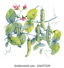 Watercolor Background Peas