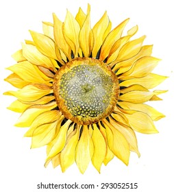 Watercolor Background. Sunflower.