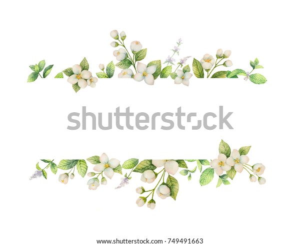 白い背景に水彩のバナー ジャスミン とミントの枝 グリーティングカード 結婚式の招待状 自然の化粧品 包装 お茶のデザイン用の花柄イラスト のイラスト素材