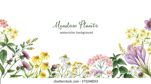 Watercolor banner with medical plants. Healing Herbs for cards, wedding invitation, posters, save the date or greeting design. Summer flowers with space for your text.