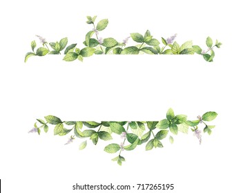 Watercolor banner of mint branches isolated on white background. Floral illustration for design greeting cards, wedding invitations, natural cosmetics, packaging and tea.