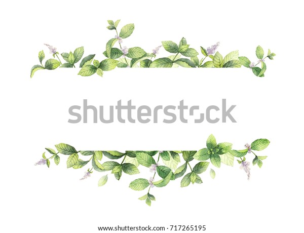 白い背景に水色のミントの枝のバナー グリーティングカード 結婚式の招待状 自然の化粧品 包装 お茶のデザイン用の花柄イラスト のイラスト素材