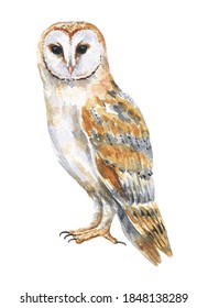 Watercolor barn owl on white background. Hand drawn watercolour tyto alba bird, wild life illustration.