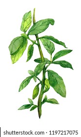 Watercolor Basil Picture.