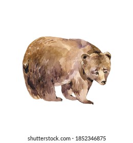 Watercolor Bear Isolated On White Background. Forest Animals Illustration. Woodland Creatures.