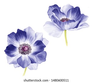 Watercolor Beautiful Flower Two Anemone