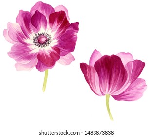 Watercolor Beautiful Flower Two Anemone 