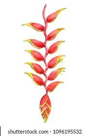 Watercolor beautiful heliconia flower. Hand drawn illustration isolated on white background. 