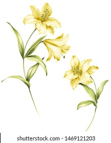 Watercolor Beautiful Lily Flowar Illustration