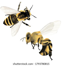 watercolor bees, bee, high resolution isolated illustration  on white background