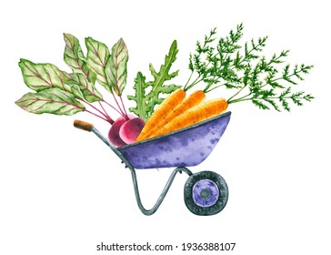 Watercolor beet, arugula, carrot in garden cart. Hand drawn illustration is isolated on white. Garden composition is perfect for vintage design, agricultural poster, icon, label, logo, fabric textile