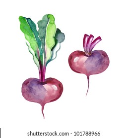 Watercolor Beetroot