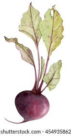 Watercolor Beetroot With Leafs