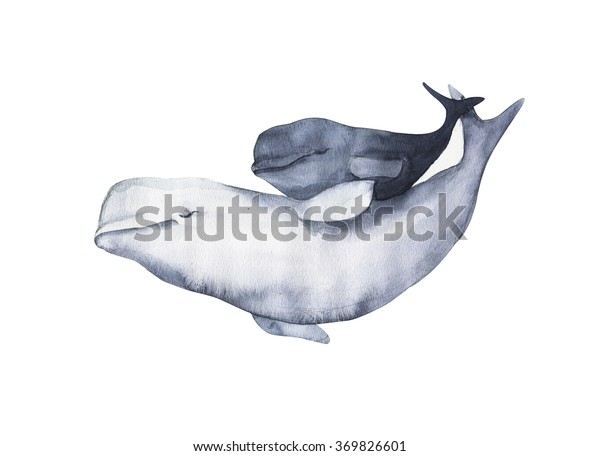 水彩ベルガクジライルカ図 白い背景に手描きのリアルなイラスト 写実的な水中動物アート 母子 のイラスト素材