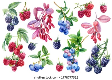 Watercolor Berries Raspberry, Blackberry, Blueberry And Barberry On Isolated White Background, Botanical Illustration